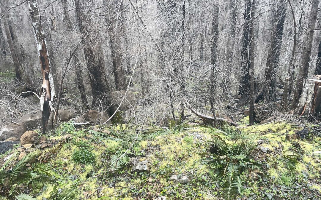 A New Beginning at the HJ Andrews Experimental Forest