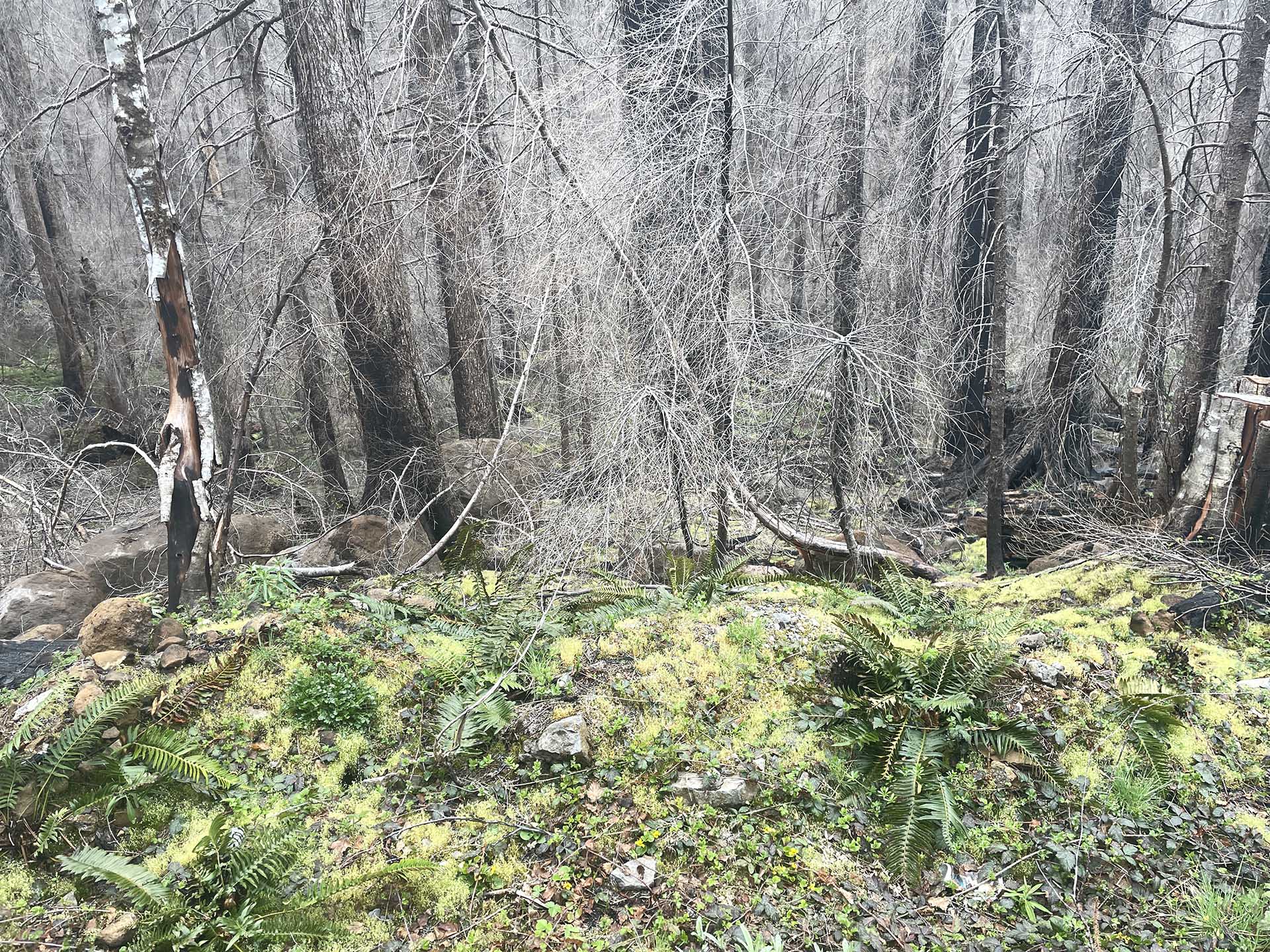 Ferns & Burns Ferns and trees burned in the Lookout Fire