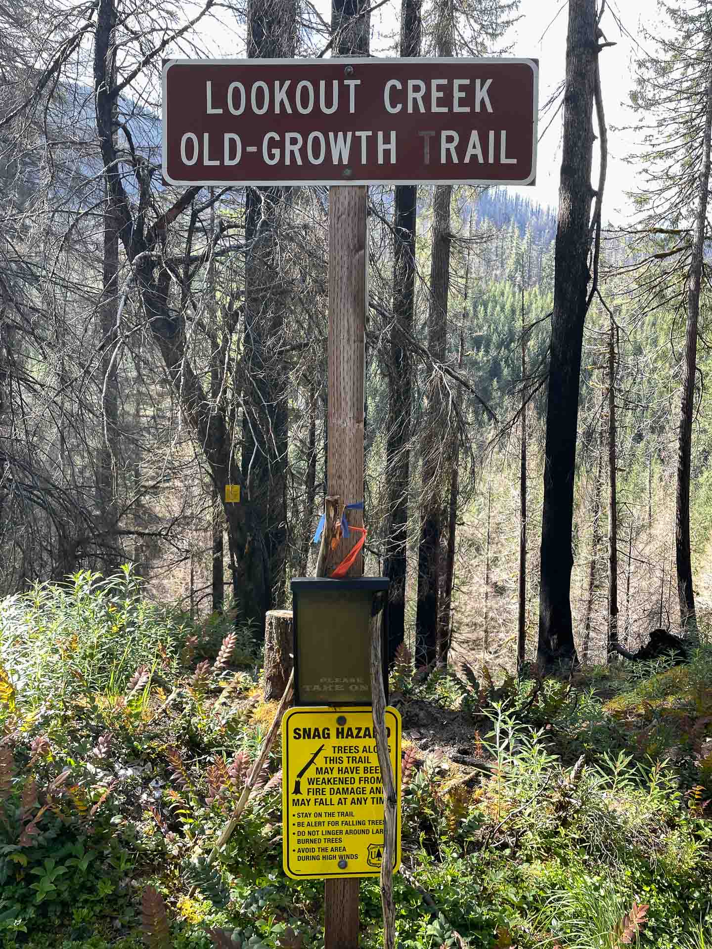 lower old growth trail sign Lookout Creek Old Growth Trail sign with the burned forest behind it
